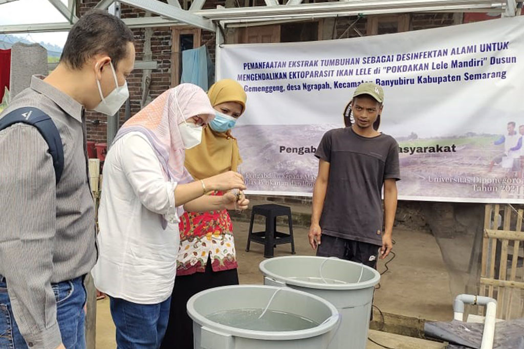 Pemanfaatan Bahan Alami Untuk Pengendalian Ektoparasit di Desa Ngrapah, Semarang