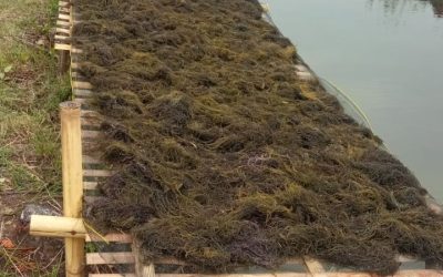 Meningkatkan Kesejahteraan Petani Melalui Kebun Bibit Rumput Laut di Brebes