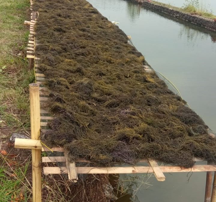 Meningkatkan Kesejahteraan Petani Melalui Kebun Bibit Rumput Laut di Brebes